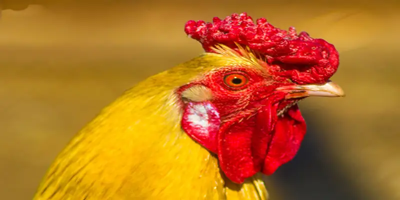 cá cược đá gà là gì?